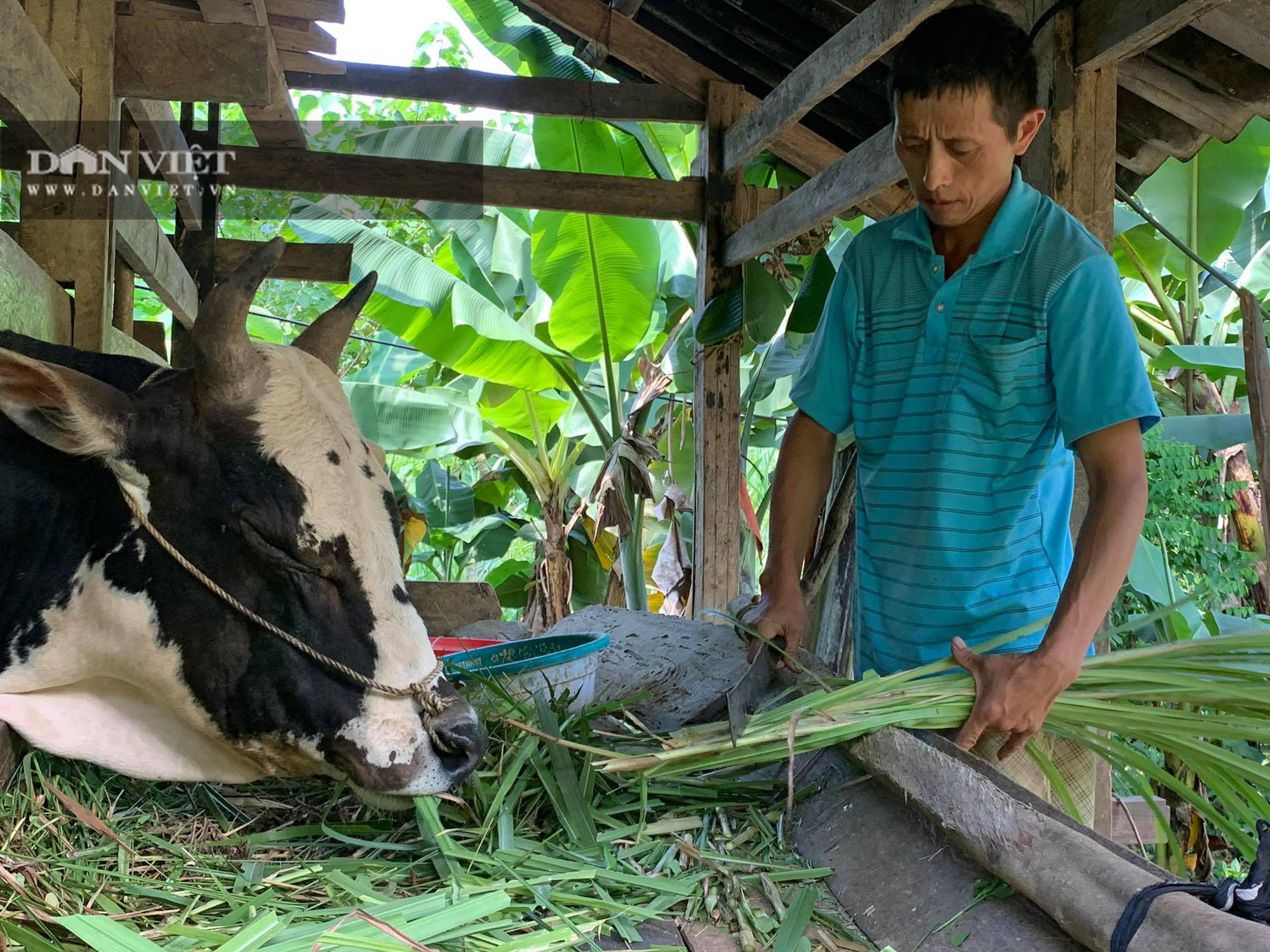 &quot;Công nghệ” vỗ béo trâu bò của một người Mông ở Cao bằng - Ảnh 2.