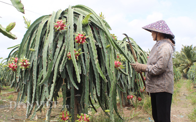 Thái Lan bất ngờ dựng hàng rào kỹ thuật khiến trái cây xuất khẩu gặp khó - Ảnh 2.