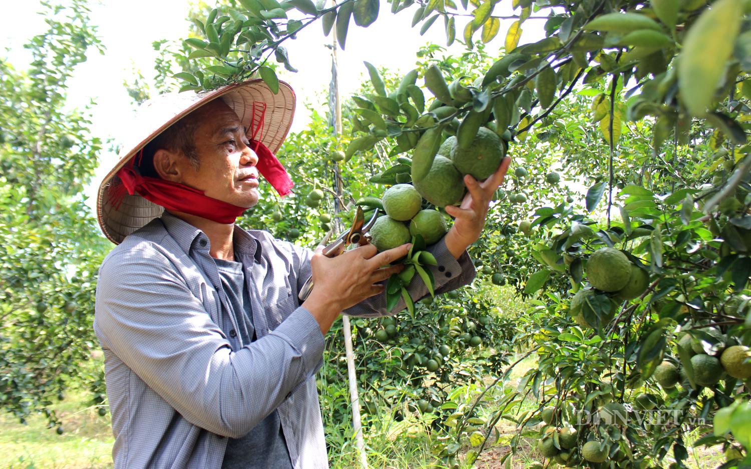 Bình Dương: Kinh tế tập thể tạo động lực phát triển nông thôn - Ảnh 1.