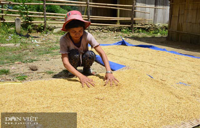 Quảng Ngãi: Mùa lên nương tuốt “ngọc”   - Ảnh 9.