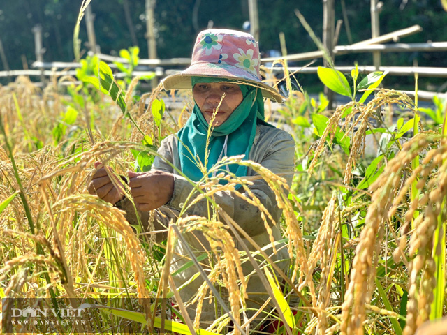 Quảng Ngãi: Mùa lên nương tuốt “ngọc”   - Ảnh 6.