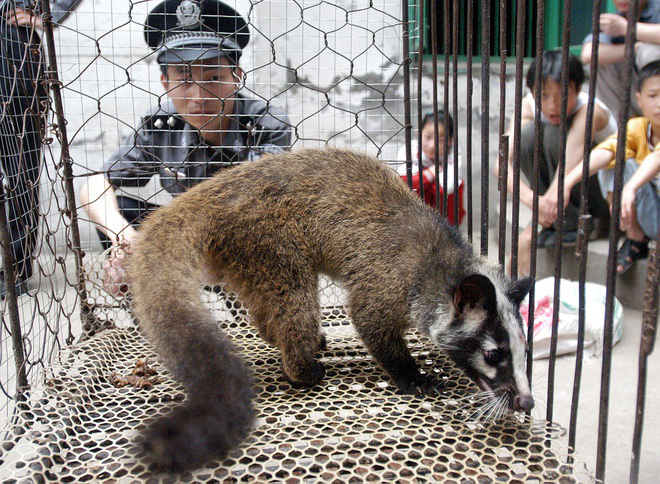 Pháp cấm nuôi động vật hoang dã - Ảnh 2.