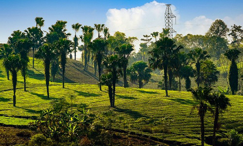 Phú Thọ: Đề xuất trồng cọ nơi hợp lý dọc 62km đường cao tốc Hà Nội - Lào Cai  - Ảnh 1.