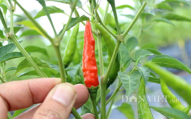 Clip: Chuyển giao mô hình trồng ớt hữu cơ trên đất phèn cho nông dân - Ảnh 4.