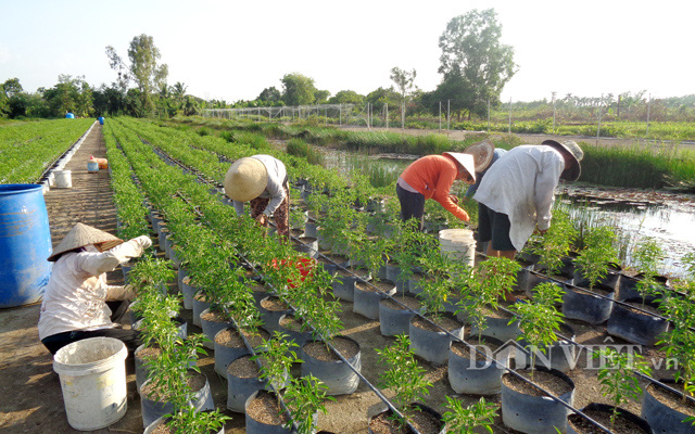 Clip: Chuyển giao mô hình trồng ớt hữu cơ trên đất phèn cho nông dân - Ảnh 5.