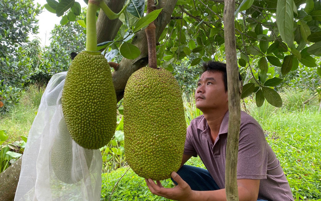 Phát sốt với những vườn mít Thái siêu sớm của nông dân An Giang mỗi năm "hái" ngon ơ vài trăm triệu đồng