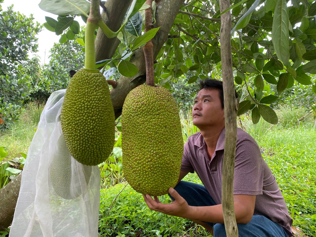 Phát sốt với những vườn mít Thái siêu sớm của nông dân An Giang ...