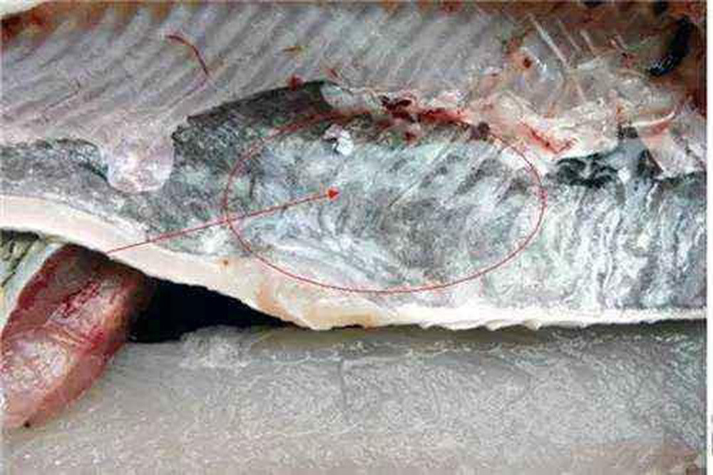 7 bộ phận của cá người Việt vẫn tranh nhau ăn mà không biết nó chứa chất độc nguy hại - Ảnh 6.