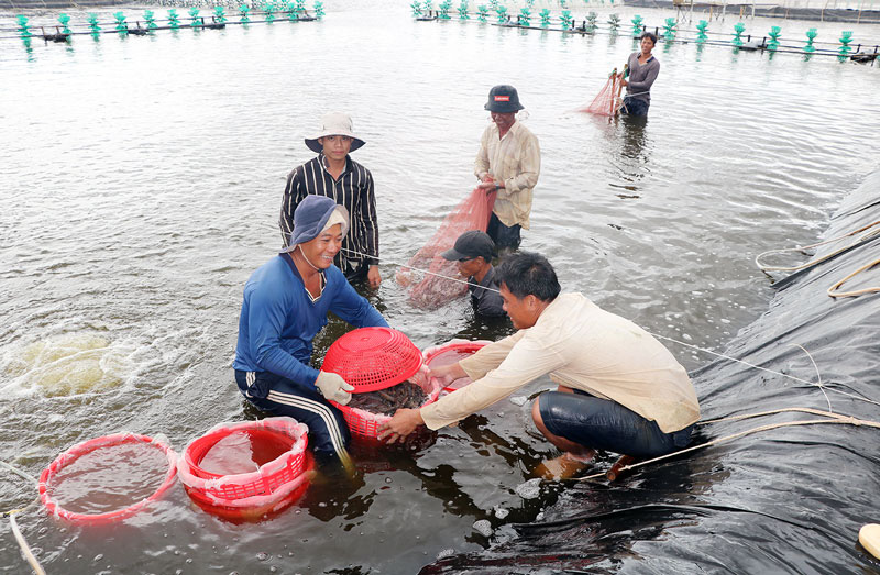 Bến Tre: Rủ nhau nuôi tôm công nghệ cao, né được hạn mặn, con nào bắt lên cũng to, nông dân trúng lớn - Ảnh 3.