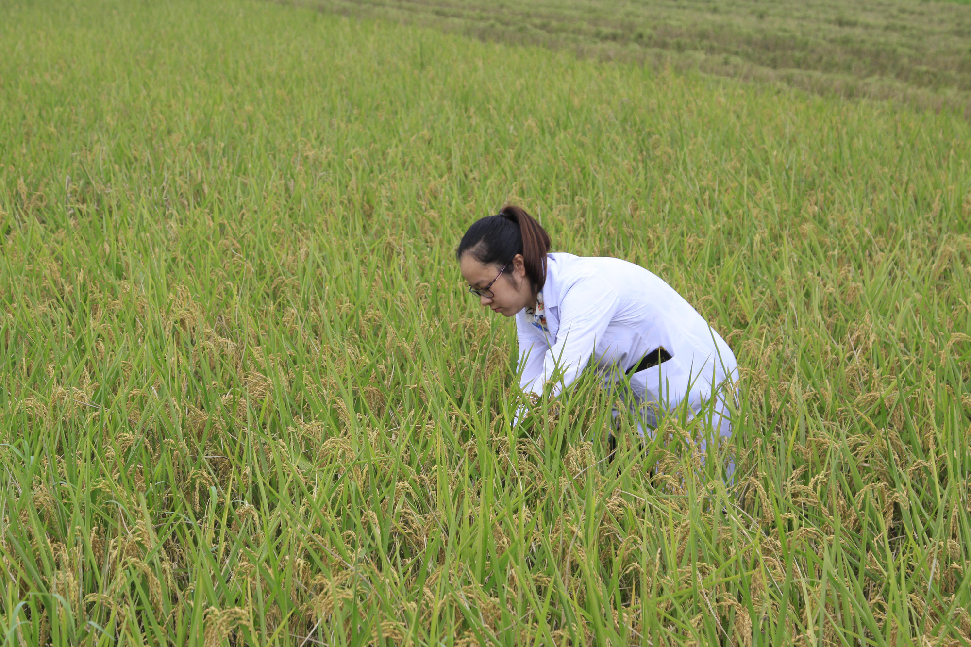 Trước thông tin 90% gạo Việt là &quot;gạo bẩn&quot;, Cục trưởng Cục Trồng trọt khẳng định: Hoàn toàn sai sự thật - Ảnh 2.