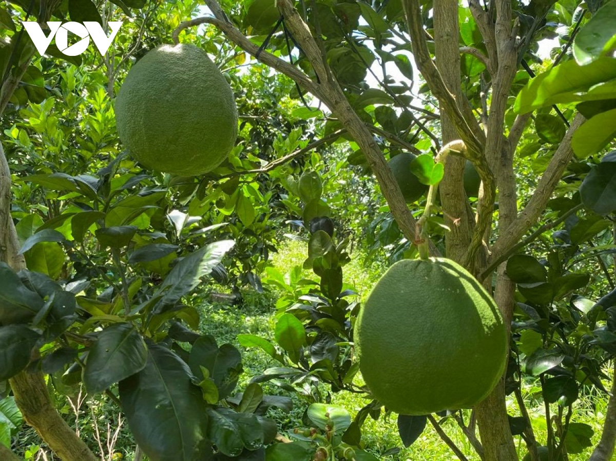 Trồng bưởi da xanh tiêu chuẩn Vietgap, nông dân Đắk Lắk thu tiền tỷ mỗi năm - Ảnh 3.