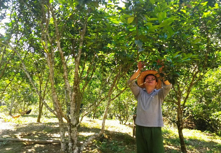 Bắc Kạn: Người 10 năm trước &quot;trốn&quot; lên hẻm núi hẻo lánh đào ao, nuôi trồng kiểu &quot;lung tung&quot; giờ ra sao? - Ảnh 1.