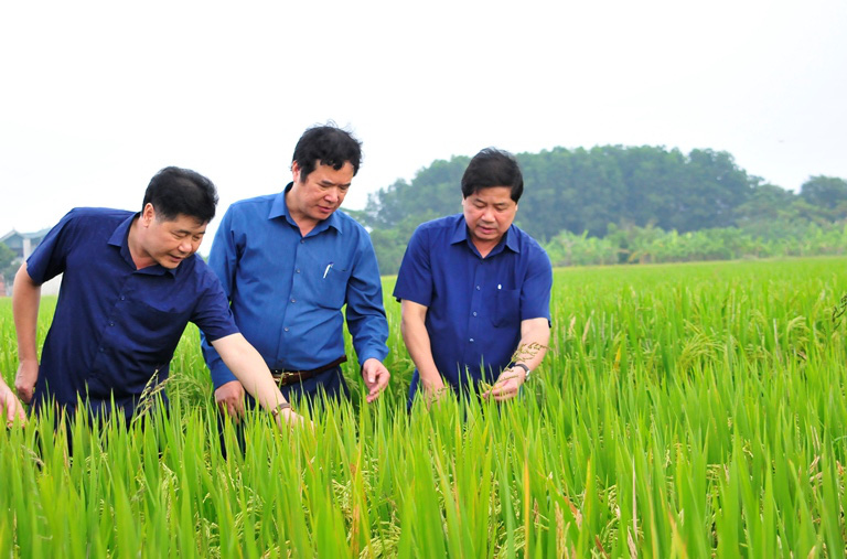 Thông tin 90% người Việt ăn gạo “bẩn”: Làm tổn hại đến thương hiệu gạo Việt dày công xây dựng - Ảnh 1.