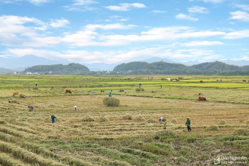 'Chạy rơm' giữa ngày nắng nóng ở vùng quê Nghệ An - Ảnh 1.