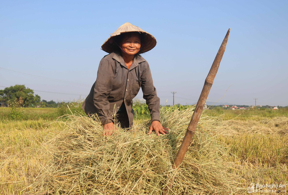 'Chạy rơm' giữa ngày nắng nóng ở vùng quê Nghệ An - Ảnh 2.