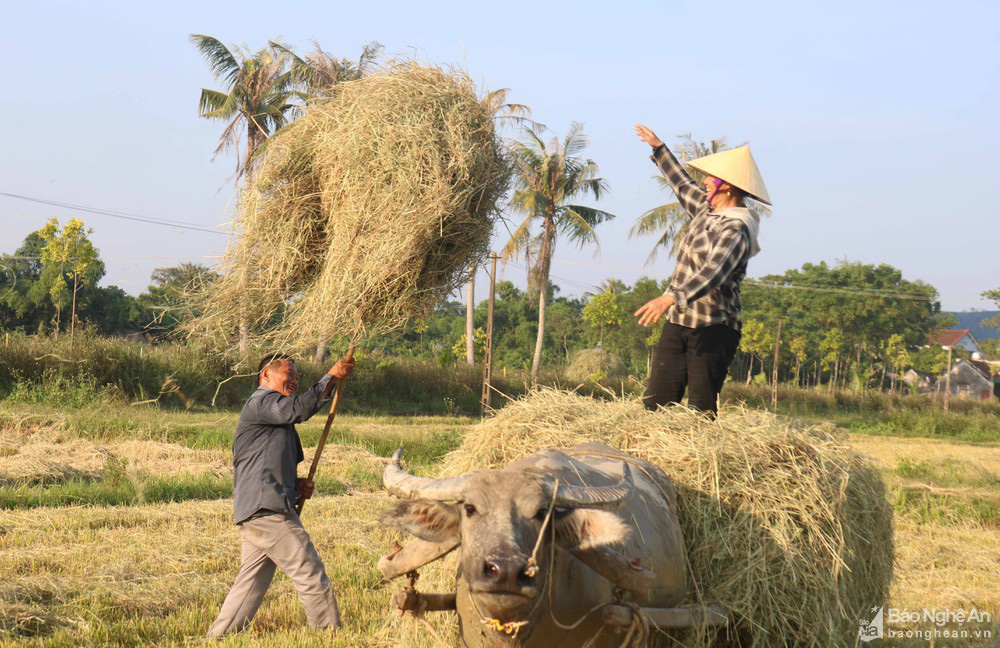 'Chạy rơm' giữa ngày nắng nóng ở vùng quê Nghệ An - Ảnh 3.