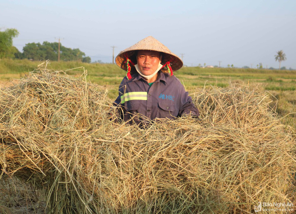 'Chạy rơm' giữa ngày nắng nóng ở vùng quê Nghệ An - Ảnh 4.