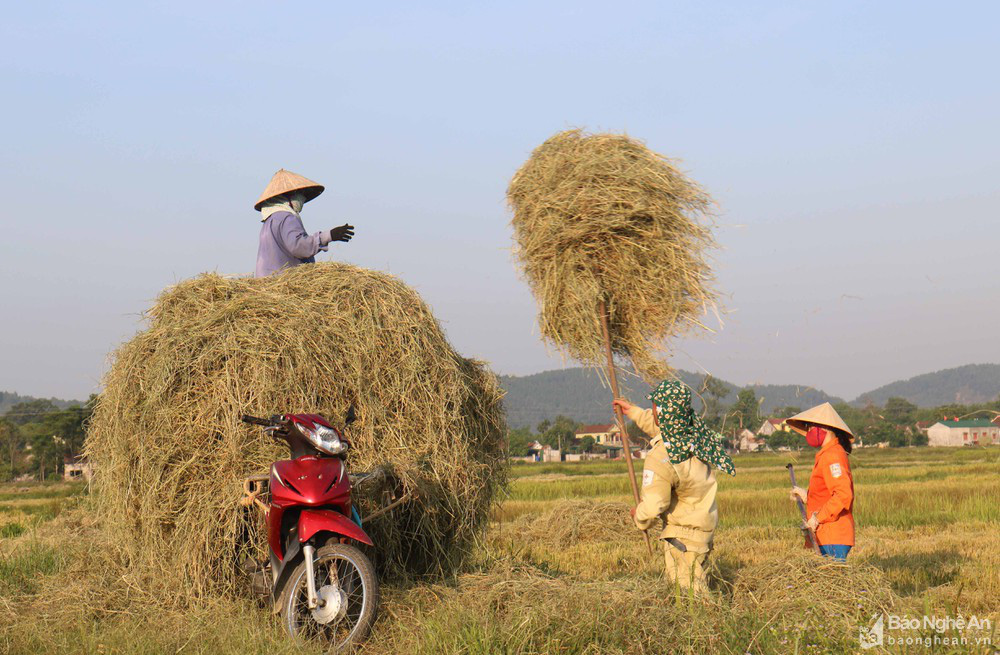 'Chạy rơm' giữa ngày nắng nóng ở vùng quê Nghệ An - Ảnh 5.