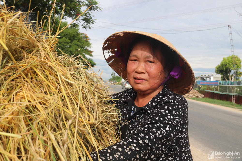 'Chạy rơm' giữa ngày nắng nóng ở vùng quê Nghệ An - Ảnh 6.