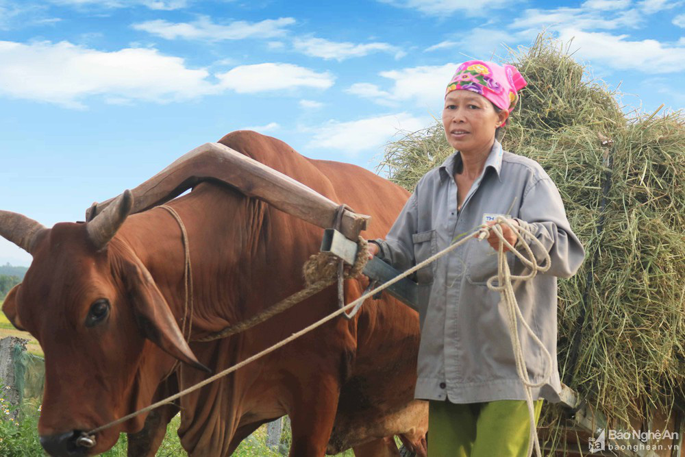 'Chạy rơm' giữa ngày nắng nóng ở vùng quê Nghệ An - Ảnh 7.