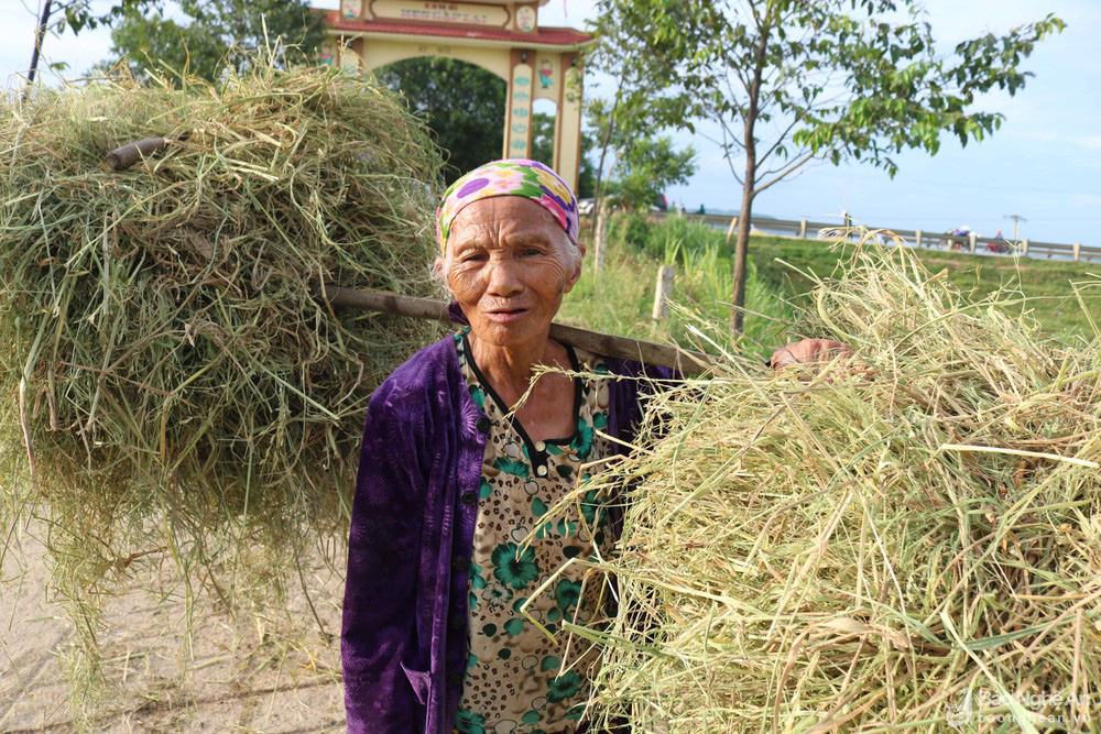 'Chạy rơm' giữa ngày nắng nóng ở vùng quê Nghệ An - Ảnh 8.