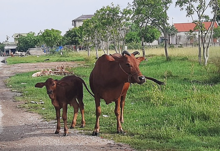 Bi hài xét nghiệm ADN cho bò để phân xử tranh chấp - Ảnh 2.