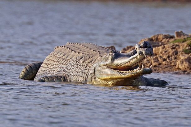 Ảnh đẹp: Bố cá sấu cho hơn 100 con cưỡi lên lưng để bơi qua sông - Ảnh 2.