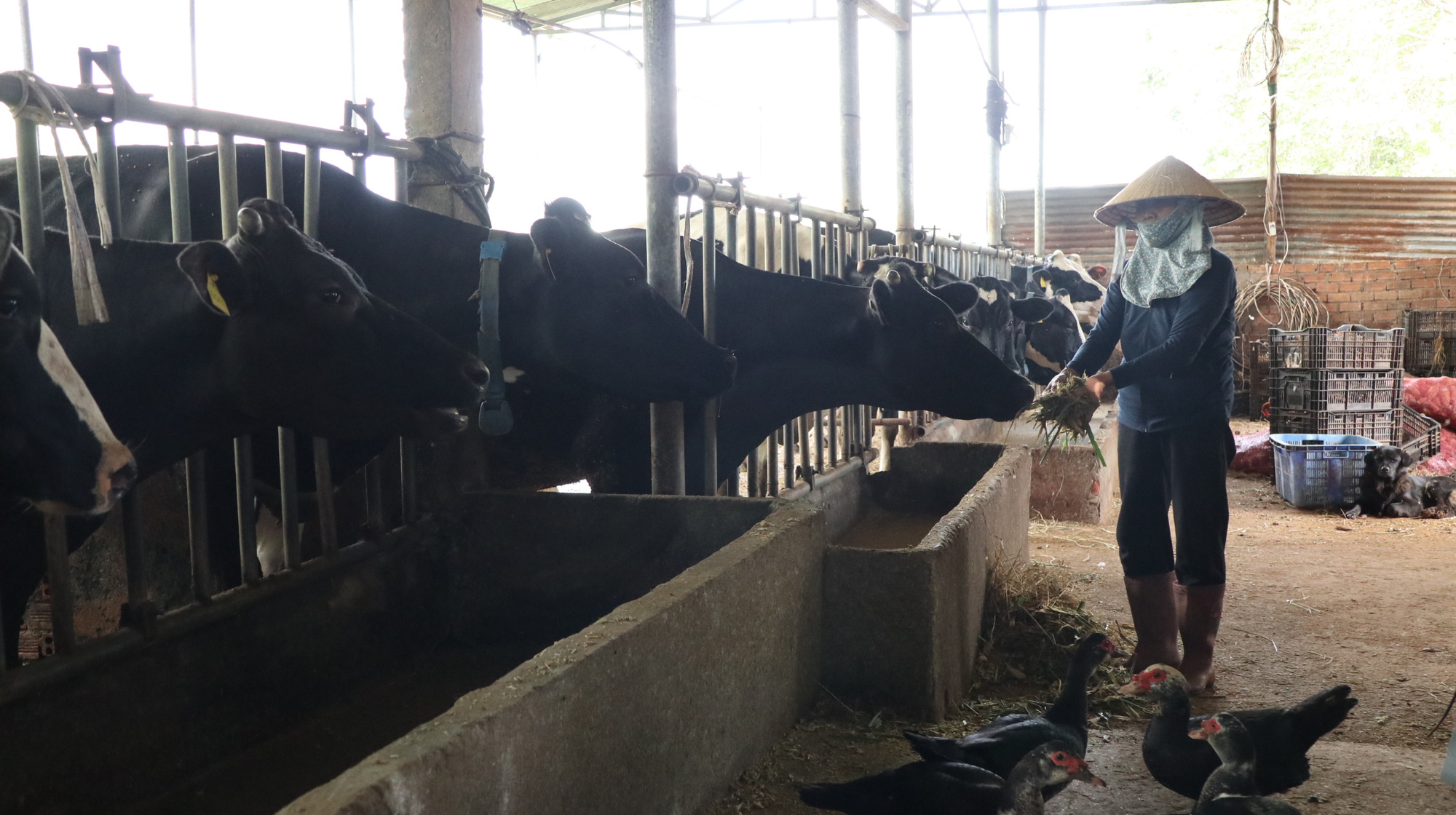 Agribank Lâm Đồng và ABIC nỗ lực đưa bảo hiểm nông nghiệp đến với người dân - Ảnh 2.