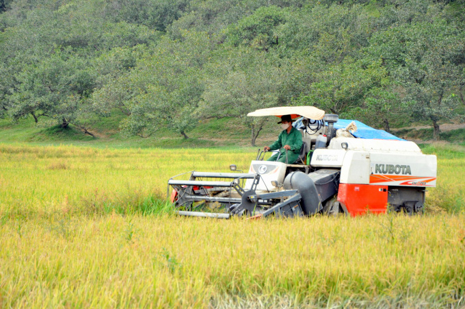 Nông dân làm giàu từ 'hạt ngọc' trên non - Ảnh 1.