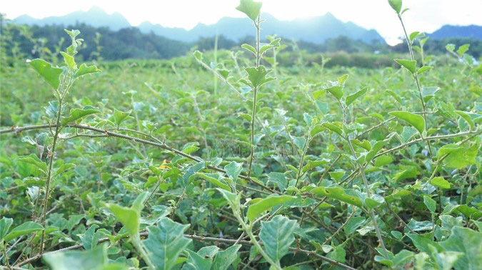 Cầm sổ đỏ vay tiền 'nuôi' cây dược liệu quý, bản nghèo &quot;đổi đời&quot; sau 2 năm - Ảnh 3.