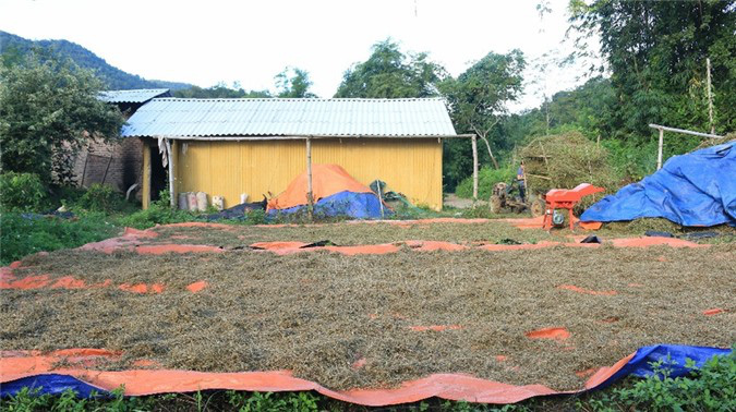 Cầm sổ đỏ vay tiền 'nuôi' cây dược liệu quý, bản nghèo &quot;đổi đời&quot; sau 2 năm - Ảnh 5.