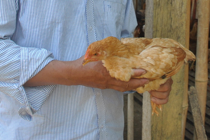Lào Cai: Cấp phát 1.000 con gà cho hộ dân nghèo - Ảnh 1.