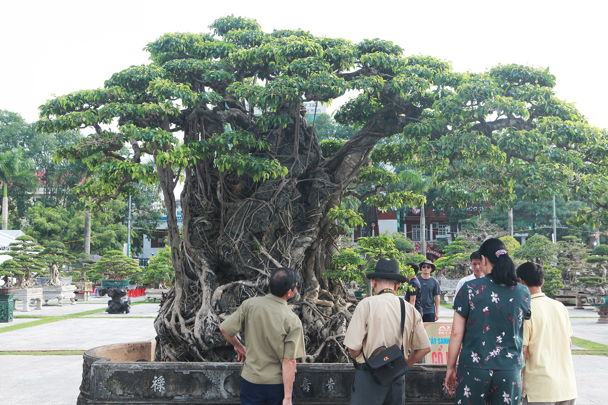 &quot;Báu vật&quot; sanh lá mũi hài ký đá cổ nhất châu Á, đại gia đổi 8 lô đất chỉ nhận được cái lắc đầu - Ảnh 1.