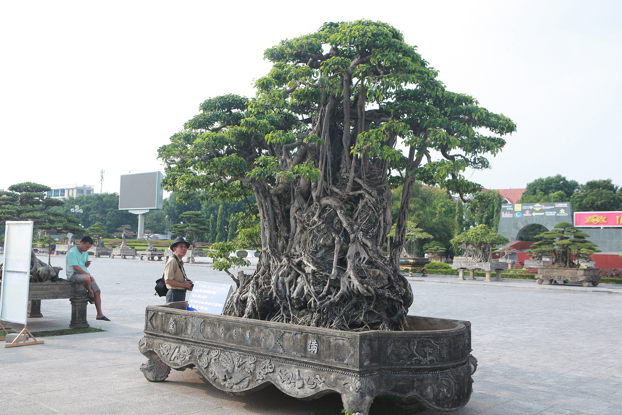 &quot;Báu vật&quot; sanh lá mũi hài ký đá cổ nhất châu Á, đại gia đổi 8 lô đất chỉ nhận được cái lắc đầu - Ảnh 6.