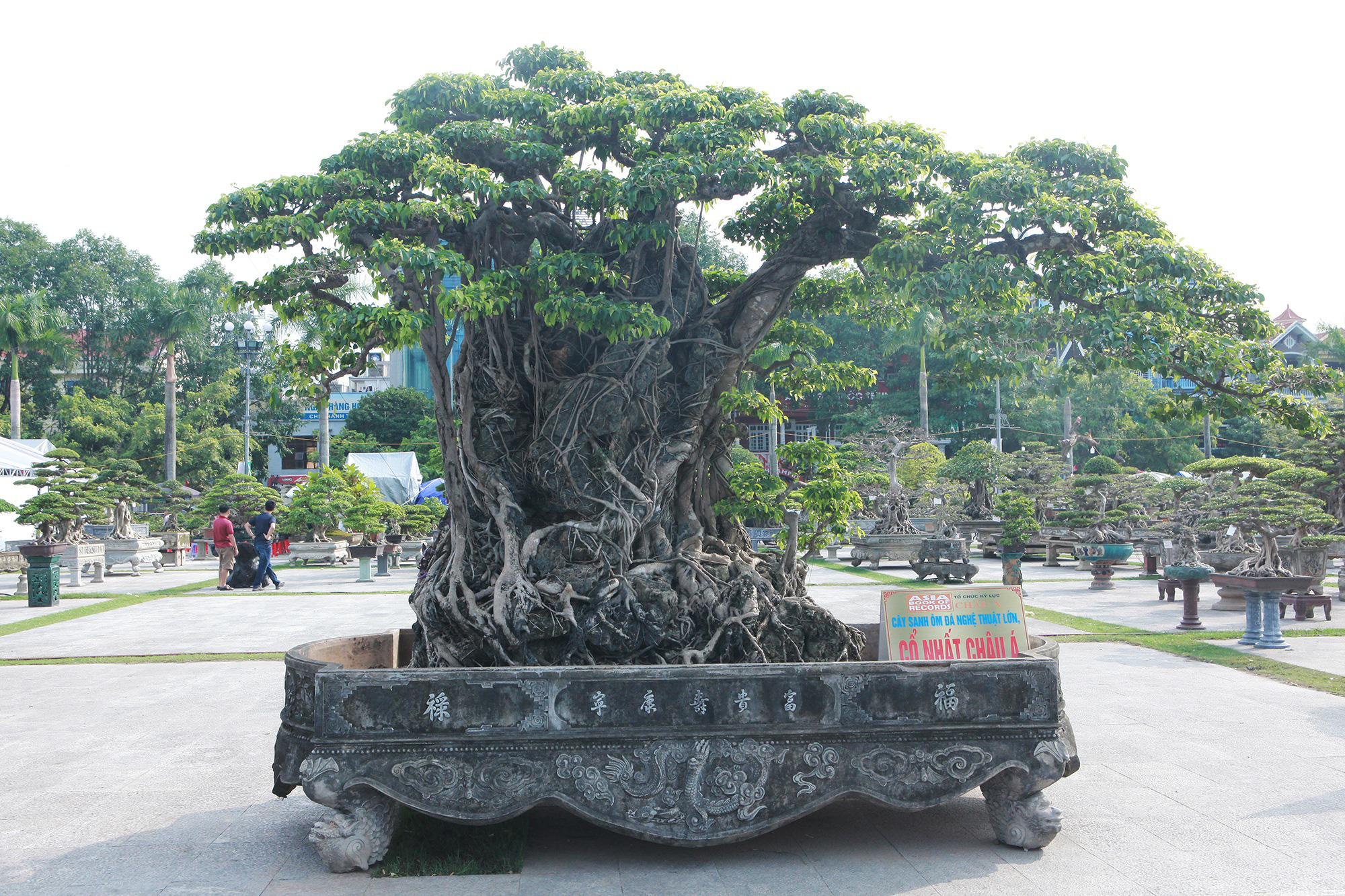 &quot;Báu vật&quot; sanh lá mũi hài ký đá cổ nhất châu Á, đại gia đổi 8 lô đất chỉ nhận được cái lắc đầu - Ảnh 7.