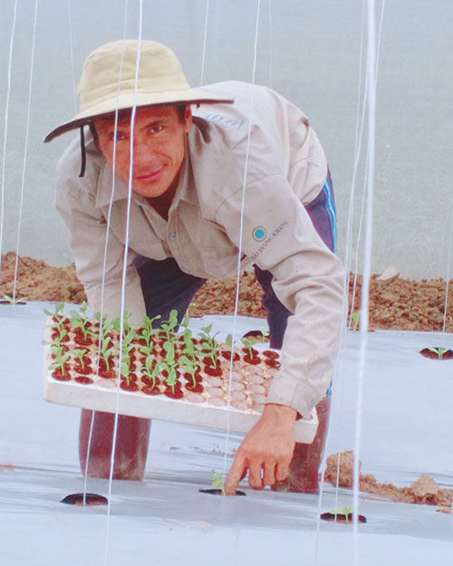 Bình Thuận: Nông dân thả ong vào vườn dưa lưới công nghệ cao trồng trong nhà màng để làm gì? - Ảnh 1.