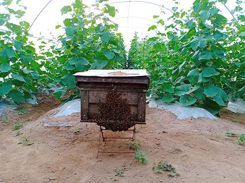 Bình Thuận: Nông dân thả ong vào vườn dưa lưới công nghệ cao trồng trong nhà màng để làm gì? - Ảnh 4.