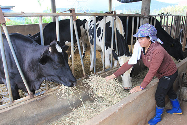 Bảo hiểm nông nghiệp tại Việt Nam: Vừa hay vừa may, vẫn khó triển khai - Ảnh 3.