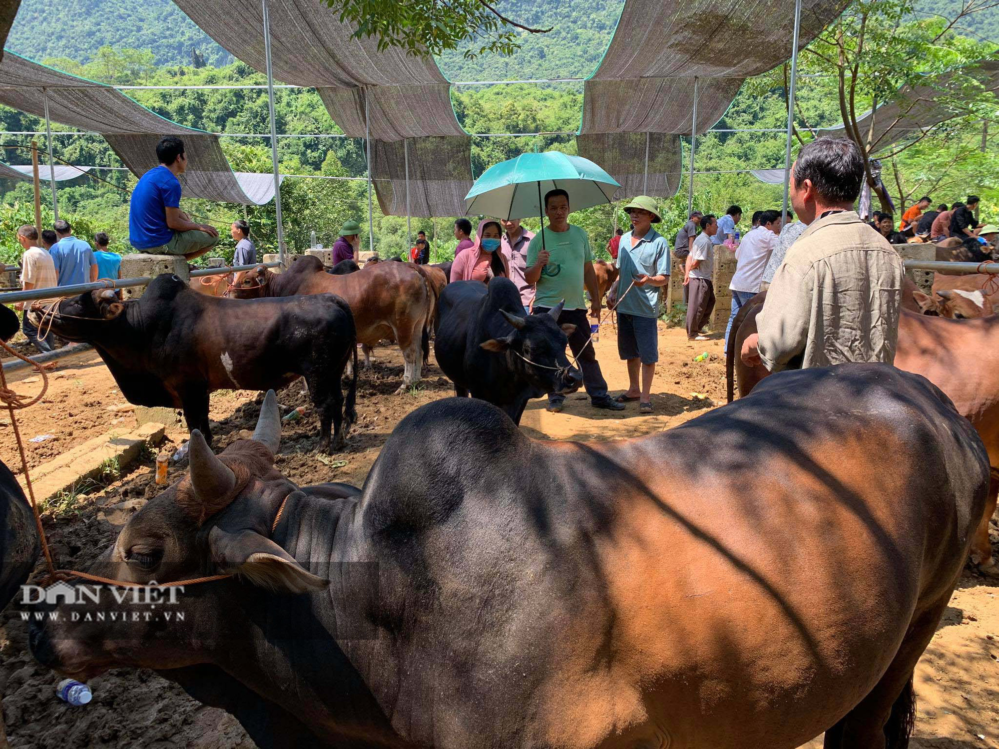 Cao Bằng: Chính quyền biến chợ tự phát thành chợ trâu bò giúp nông dân có của ăn, của để - Ảnh 2.