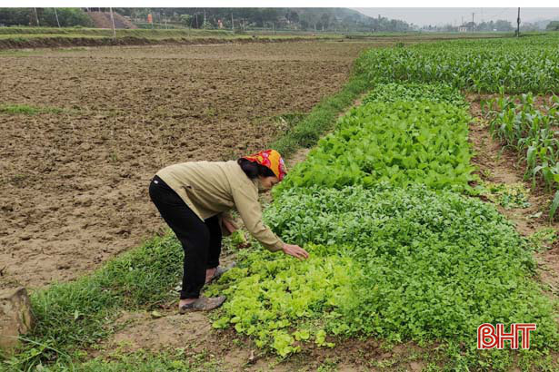 Người dân huyện miền núi Hà Tĩnh phấn khởi ra đồng ngày đầu năm mới - Ảnh 3.