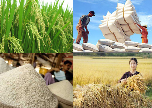 Giá nông sản hôm nay (1/1): Ngày đầu năm 2021 lúa gạo tiếp tục neo ở mức cao, lợn hơi tăng mạnh - Ảnh 5.