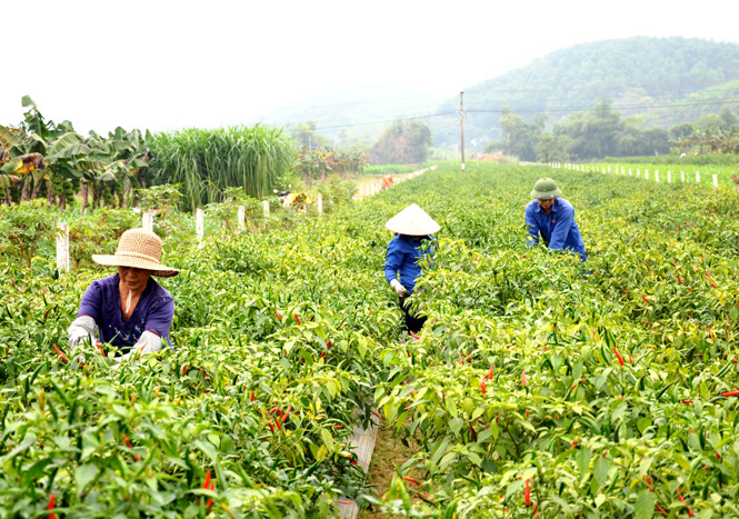 Ở đây, nông dân bất ngờ trúng đậm bởi thứ cây ra trái ăn cay chảy nước mắt bỗng tăng giá gấp 10 lần - Ảnh 1.