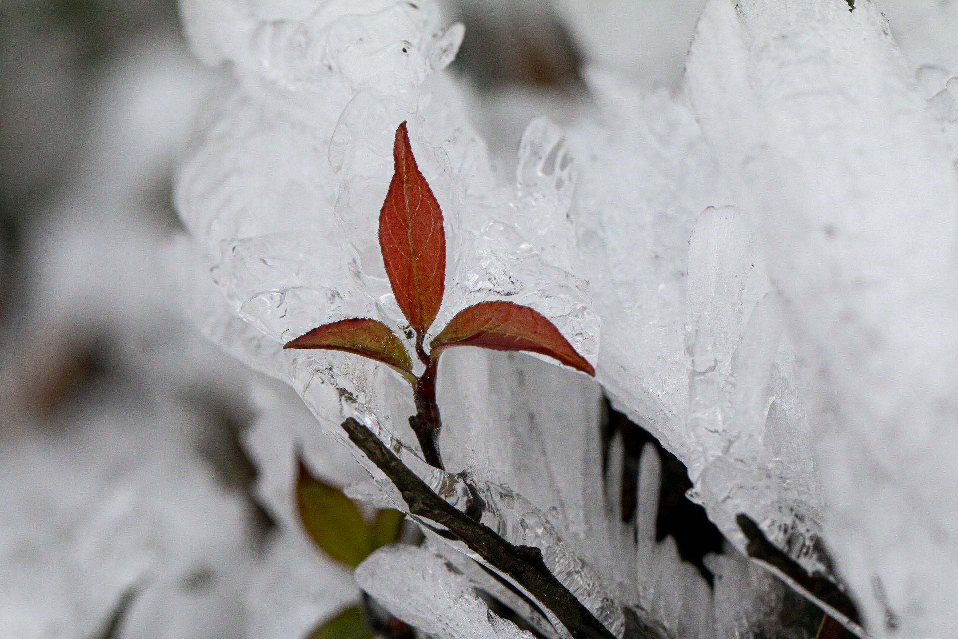 ẢNH: Khoảnh khắc băng giá đọng trên cây ngày rét 0 độ C - Ảnh 11.