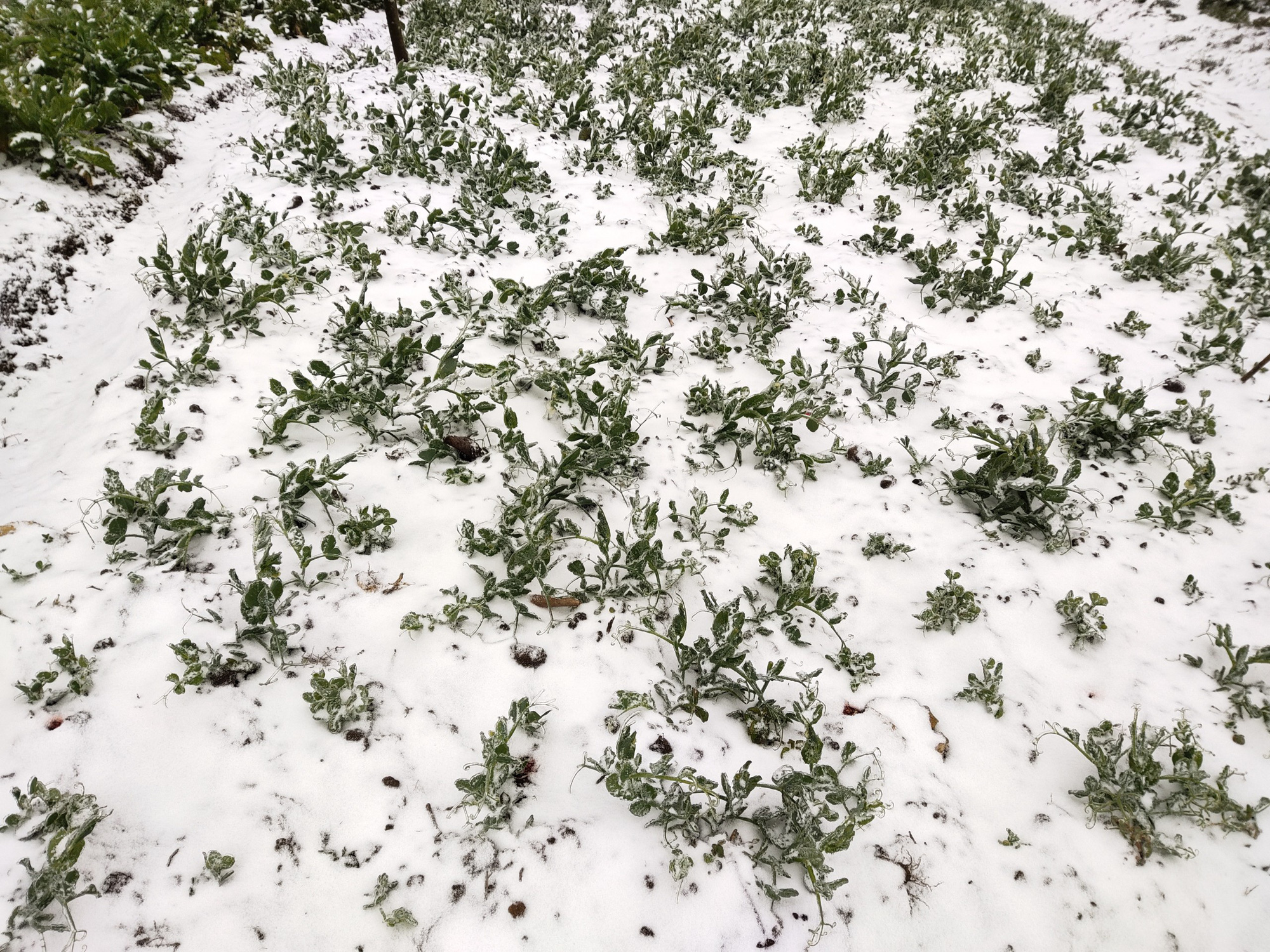 Tuyết rơi dày đặc ở Y Tý, cảnh vật phủ màu trắng xóa như trời Âu - Ảnh 3.