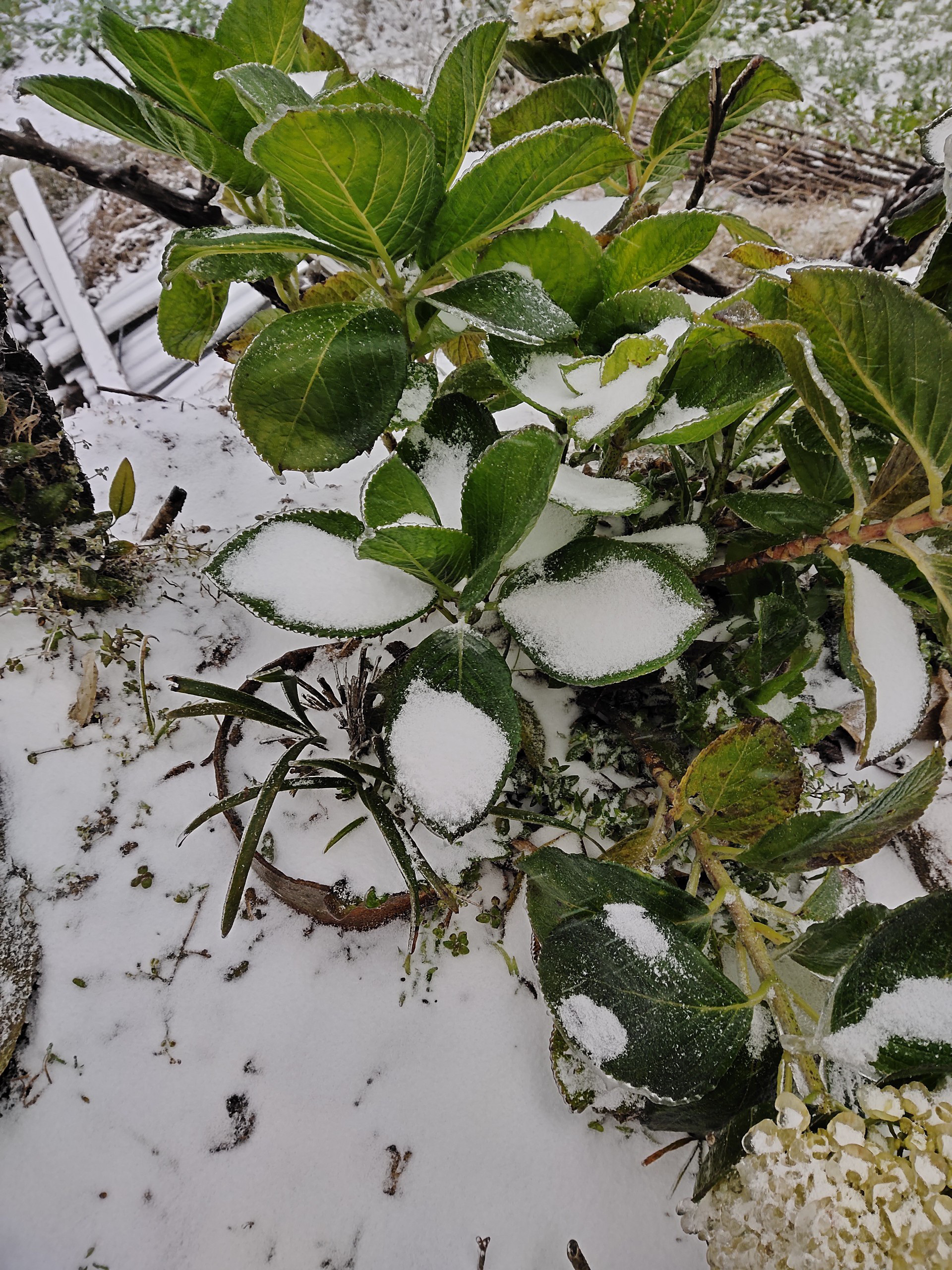 Tuyết rơi dày đặc ở Y Tý, cảnh vật phủ màu trắng xóa như trời Âu - Ảnh 7.