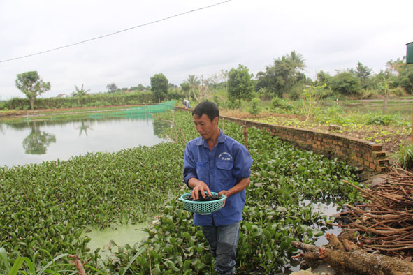 Đắk Lắk: Nuôi loài nhân giống &quot;siêu nhanh&quot; chỉ ăn bèo, ăn lá mà bán giá con đặc sản, nhiều người kéo đến xem - Ảnh 1.