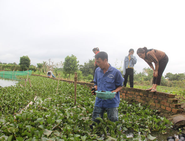 Đắk Lắk: Nuôi loài nhân giống &quot;siêu nhanh&quot; chỉ ăn bèo, ăn lá mà bán giá con đặc sản, nhiều người kéo đến xem - Ảnh 2.