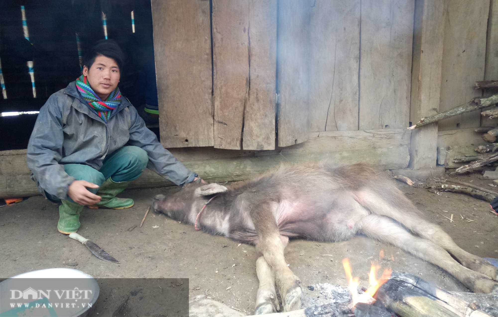Sơn La: Gần 100 con gia súc bị chết rét - Ảnh 1.