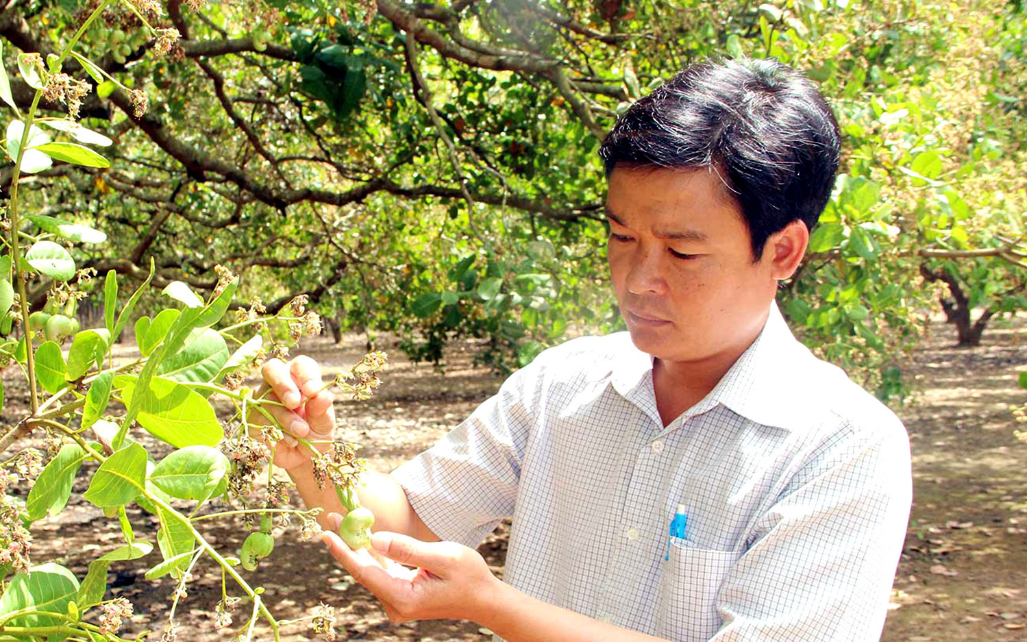 Hạt điều hữu cơ tự tin chờ vụ mới