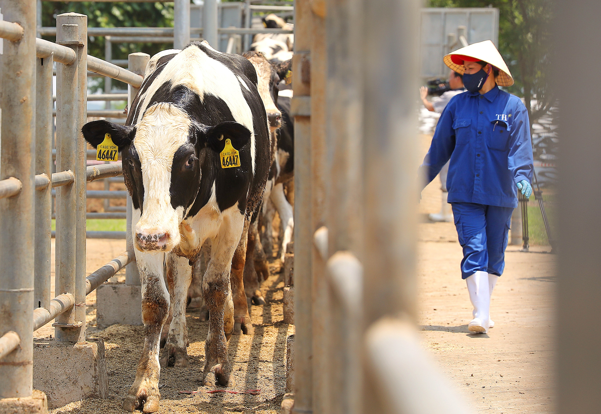 Vững đà tăng trưởng, TH true MILK đón đàn bò sữa cao sản nhập khẩu đầu tiên trong năm 2021 - Ảnh 2.